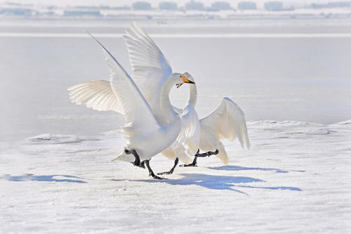 1550137117102170.jpg u=3411116887,1875746691&fm=11&gp=0.jpg