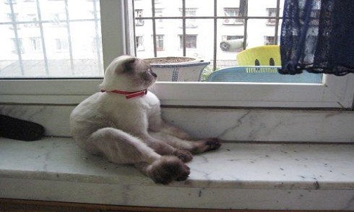 1586421947774573.jpg 貸款查征信.jpg