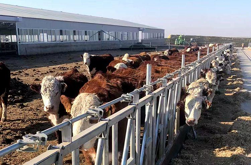 養(yǎng)殖貸款條件 養(yǎng)殖貸款條件